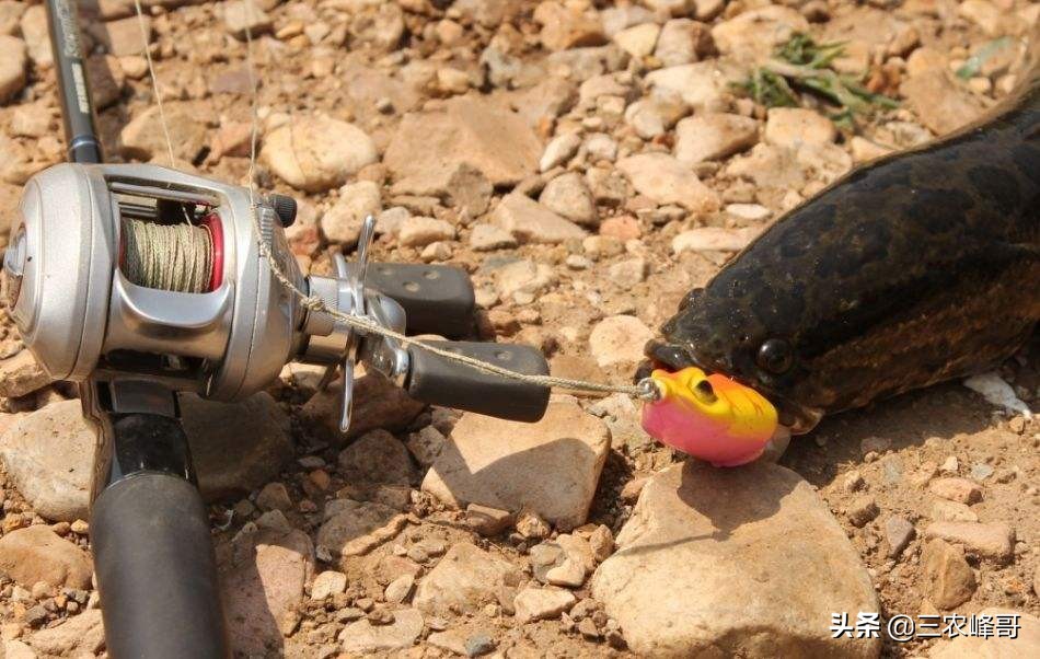 雷强黑鱼装备怎么选,雷强打黑装备搭配推荐