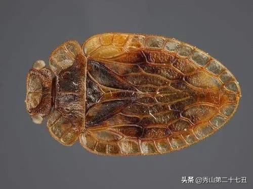 最强节肢动物排行榜,攻击力最强的十种节肢动物