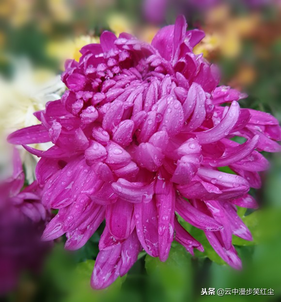 咏菊花的古诗词名句大全,菊花代表思念的诗句