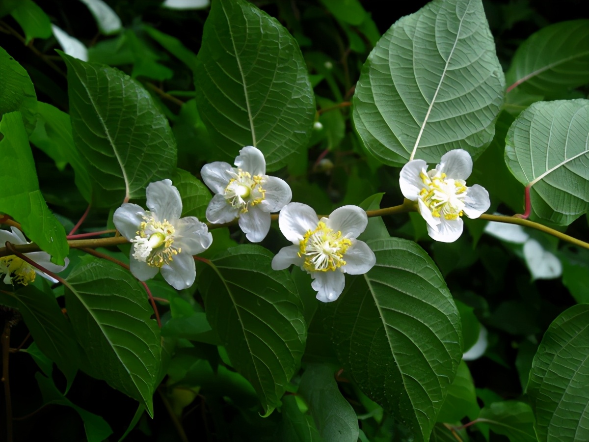 猫薄荷为什么能让猫上瘾,猫薄荷对于猫来说有多大的诱惑呢
