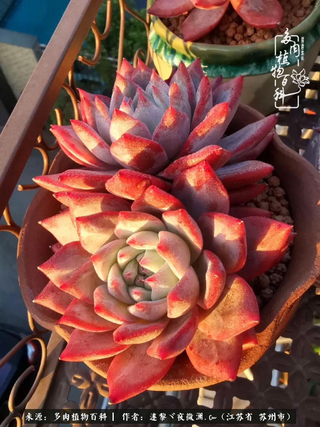 围观多肉版武林大会，一起穿越吧,下