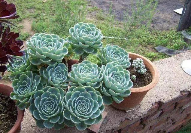 多肉植物玉蝶锦怎么繁殖,多肉植物玉蝶和碧桃哪个更有优势