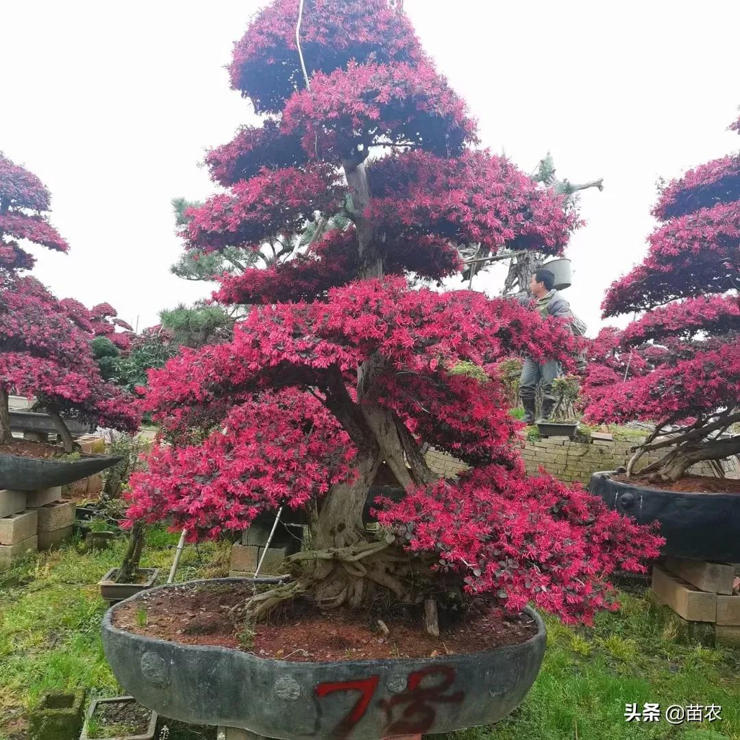 红花檵木桩造型适合庭院别墅,红花檵木老桩怎么选