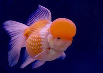 文种龙种蛋种金鱼主要特征,文种金鱼和蛋种金鱼的区别