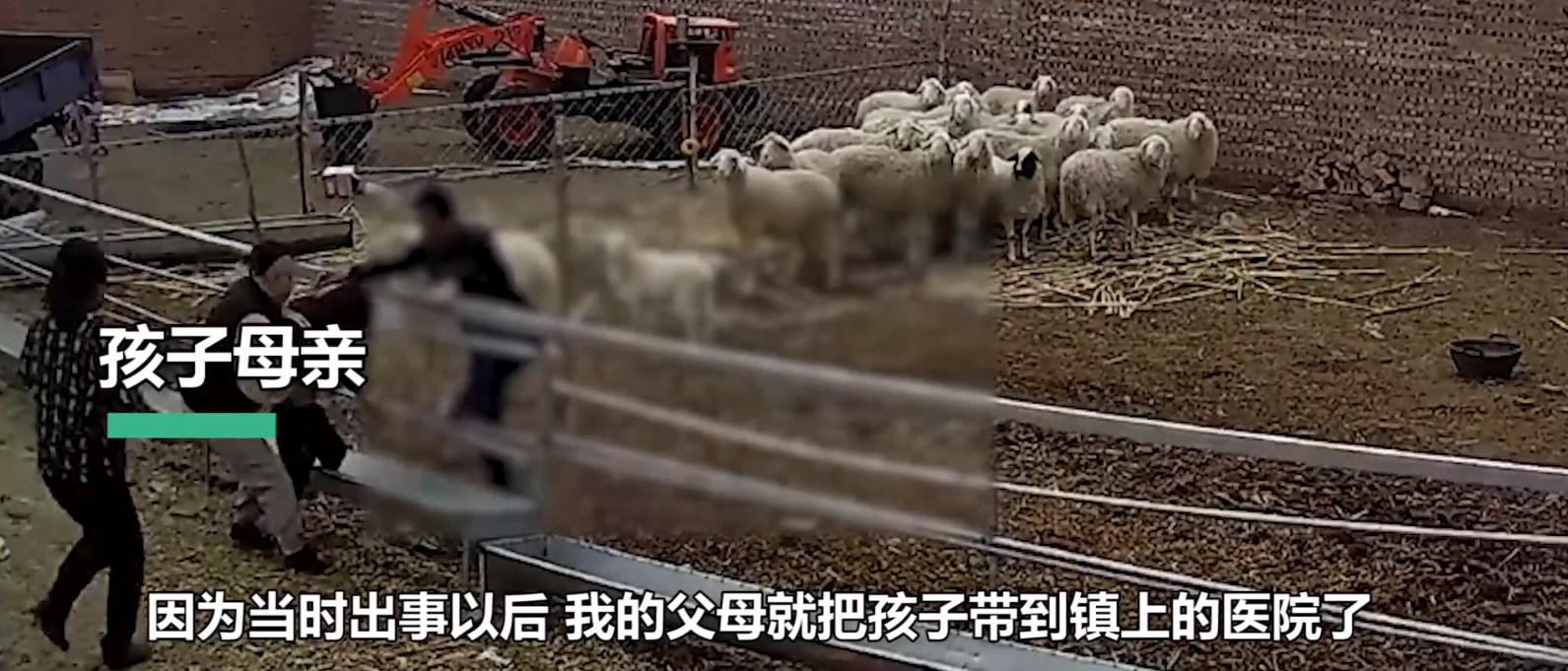 幼童误入羊圈，遭发疯大角公羊5次猛撞掀翻！幼童满头是血令人揪心