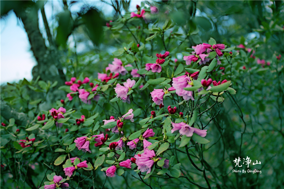 神奇的梵净山真正的天空之镜,梵净山金顶旅行真实感受