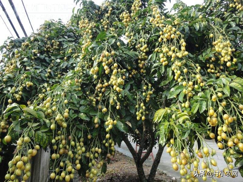 黄皮什么人不适合吃,黄皮的生长条件