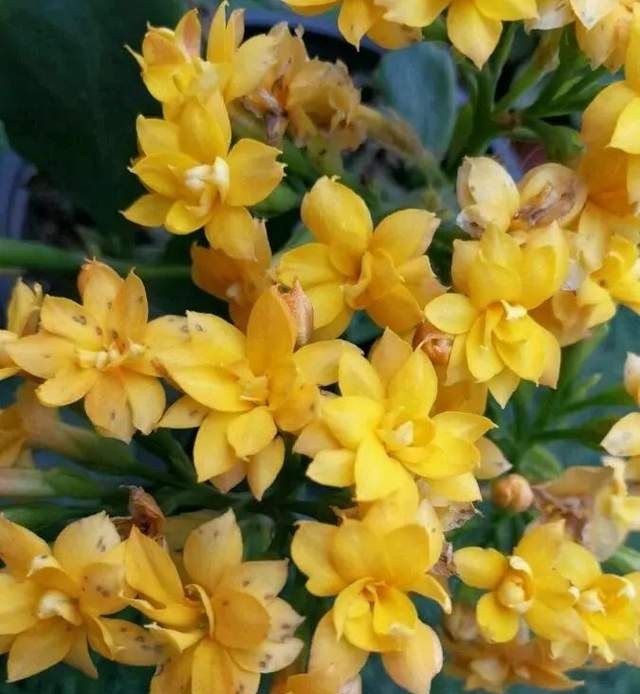 长寿花单瓣品种大全,长寿花100种颜色图片