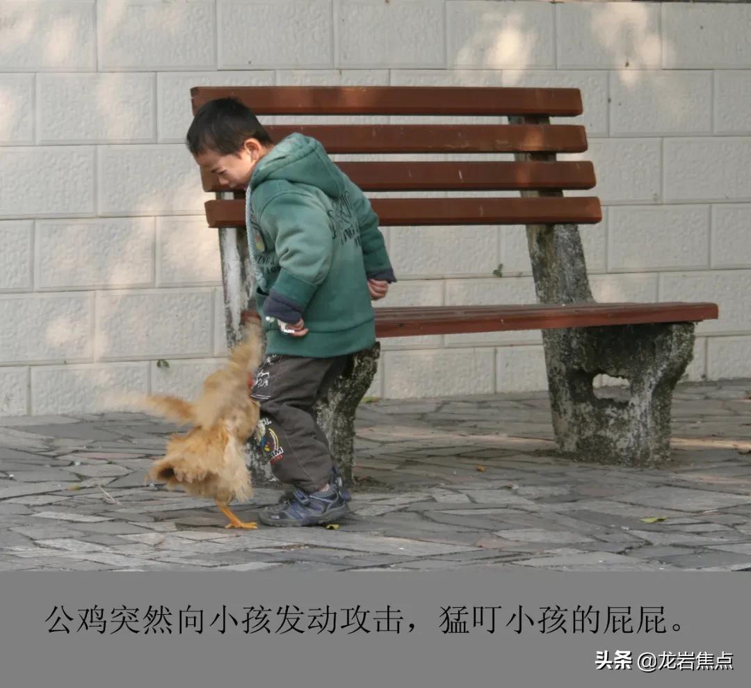 一岁小孩被公鸡啄伤后发生的事,男童被鸡啄伤