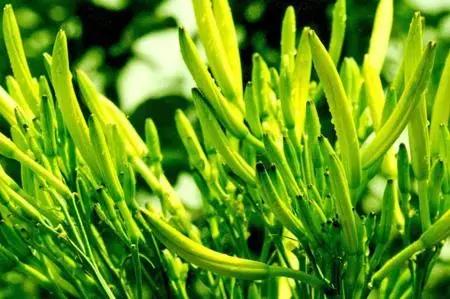 大荔美吗,大荔县的美