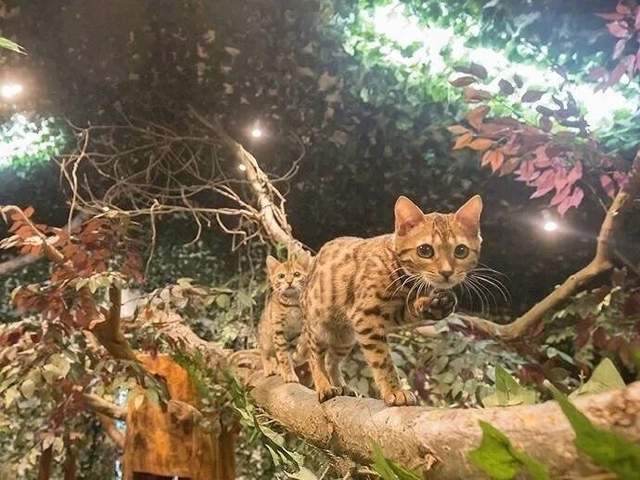 日本猫岛撸猫必备短片,日本东京免费撸猫的地方