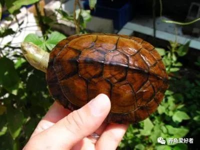 解答各种龟类问题,养龟的10个困惑