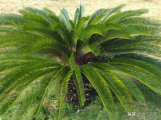 群生铁树是怎么形成,铁树四季养护技巧