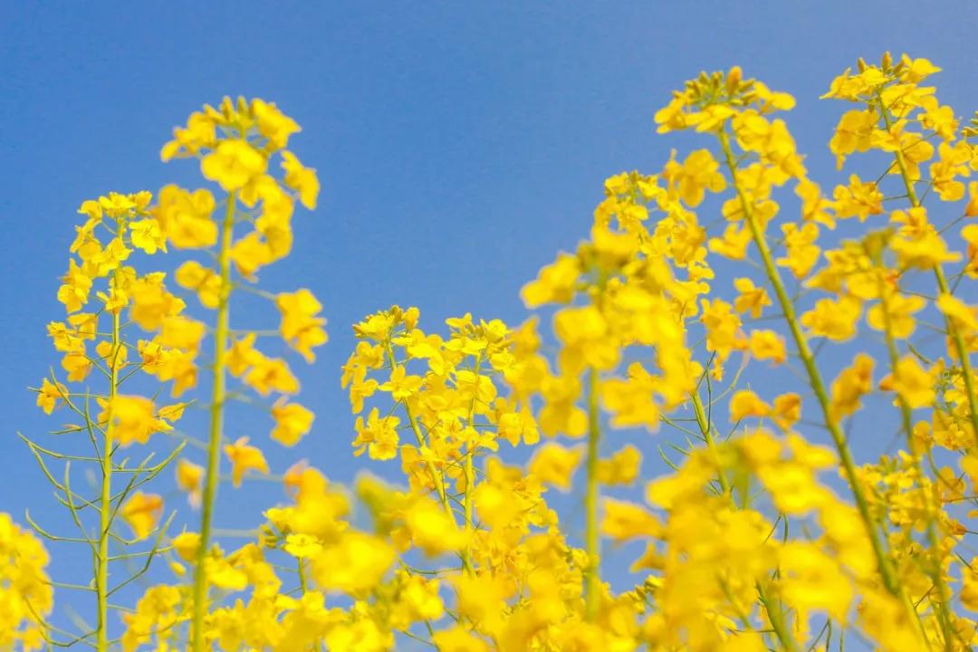 油菜花风景点,罗平县小油菜花