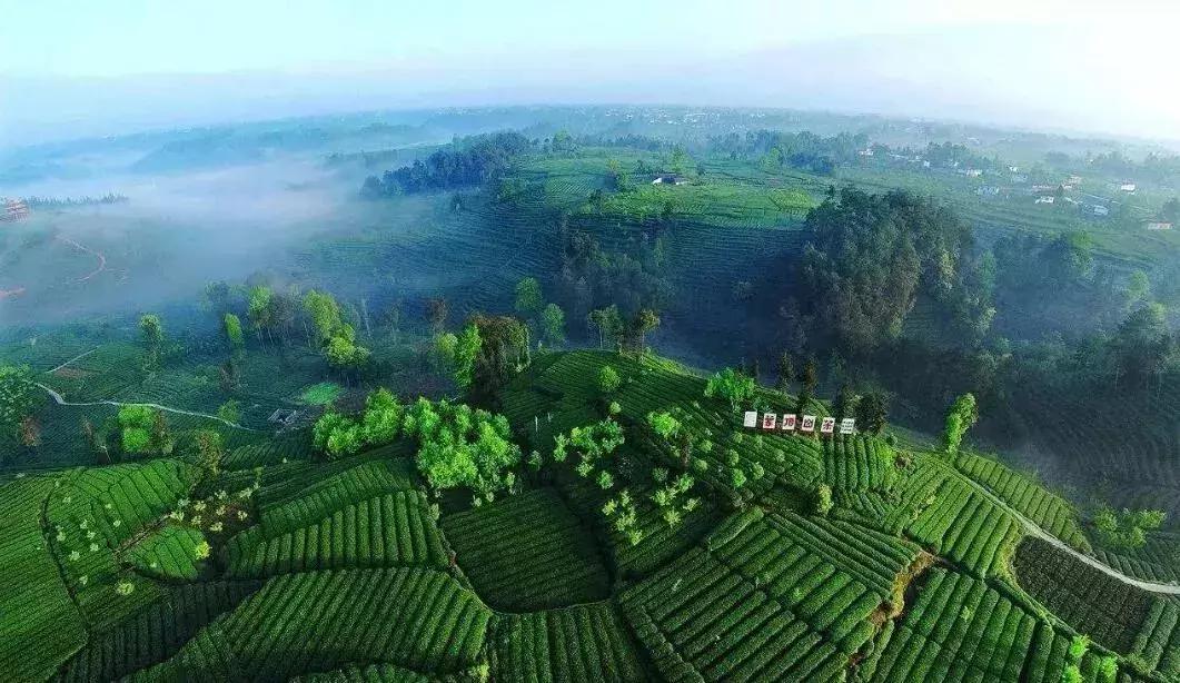 蒙顶山茶藏茶,蒙顶山茶雅安藏茶品牌