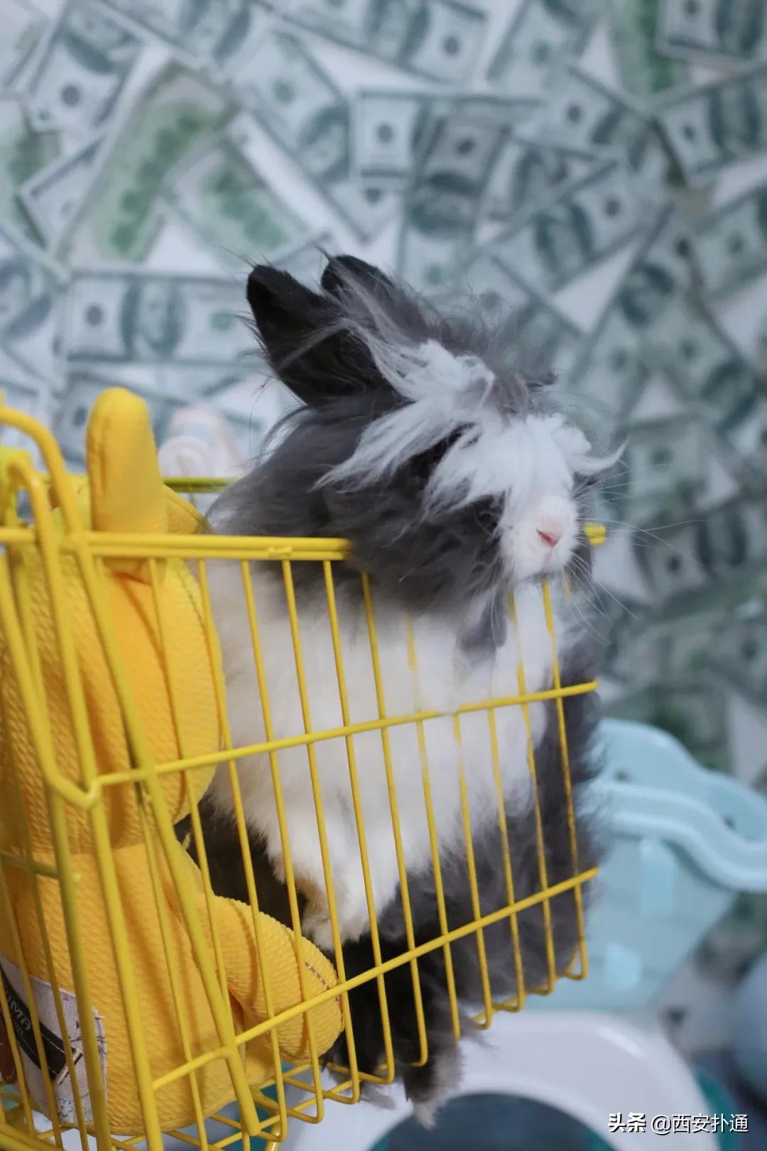 西安有哪些可以撸兔子的店,西安撸兔子的店