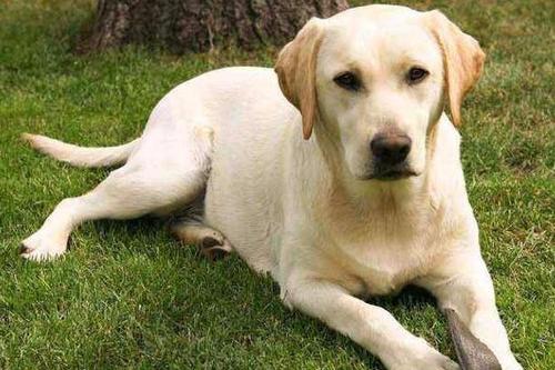 拉布拉多养狗注意事项和禁忌,拉布拉多幼犬不建议散养