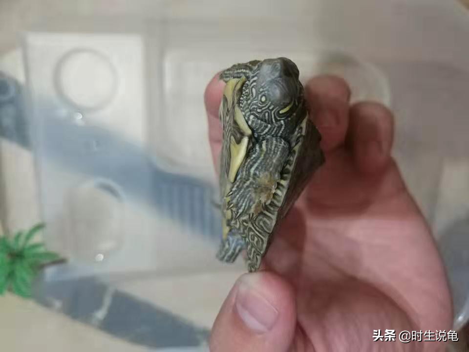 四种龟病的防治方法,养龟最容易得什么病