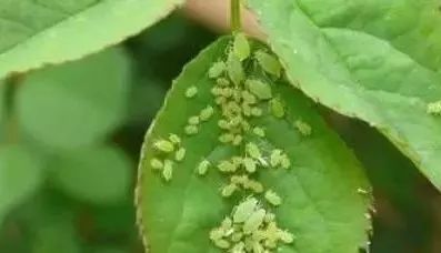 1个洋葱丢盆里,花朵砰砰开,一下能变2个头,省钱了!