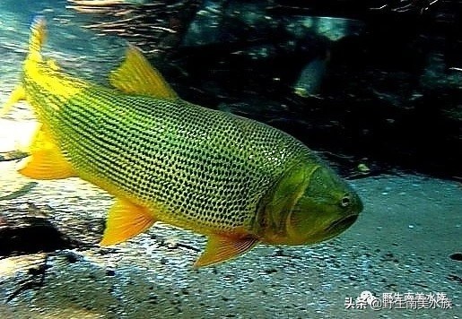 超大黄金河虎鱼,野生黄金河虎鱼