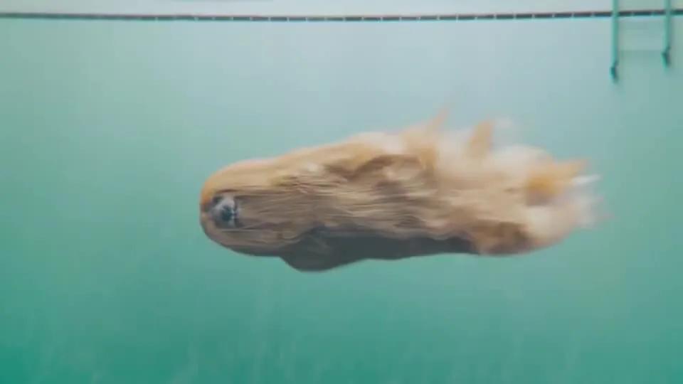 世界各国大型猛犬排名,世界各国猛犬排名