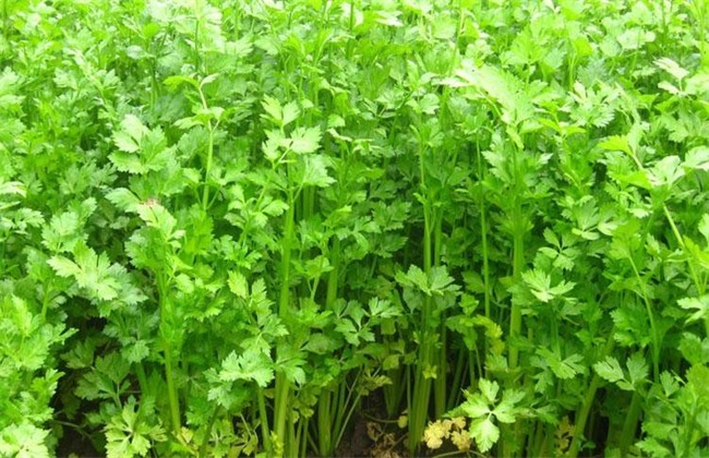 叶菜品类表,叶菜类一览表