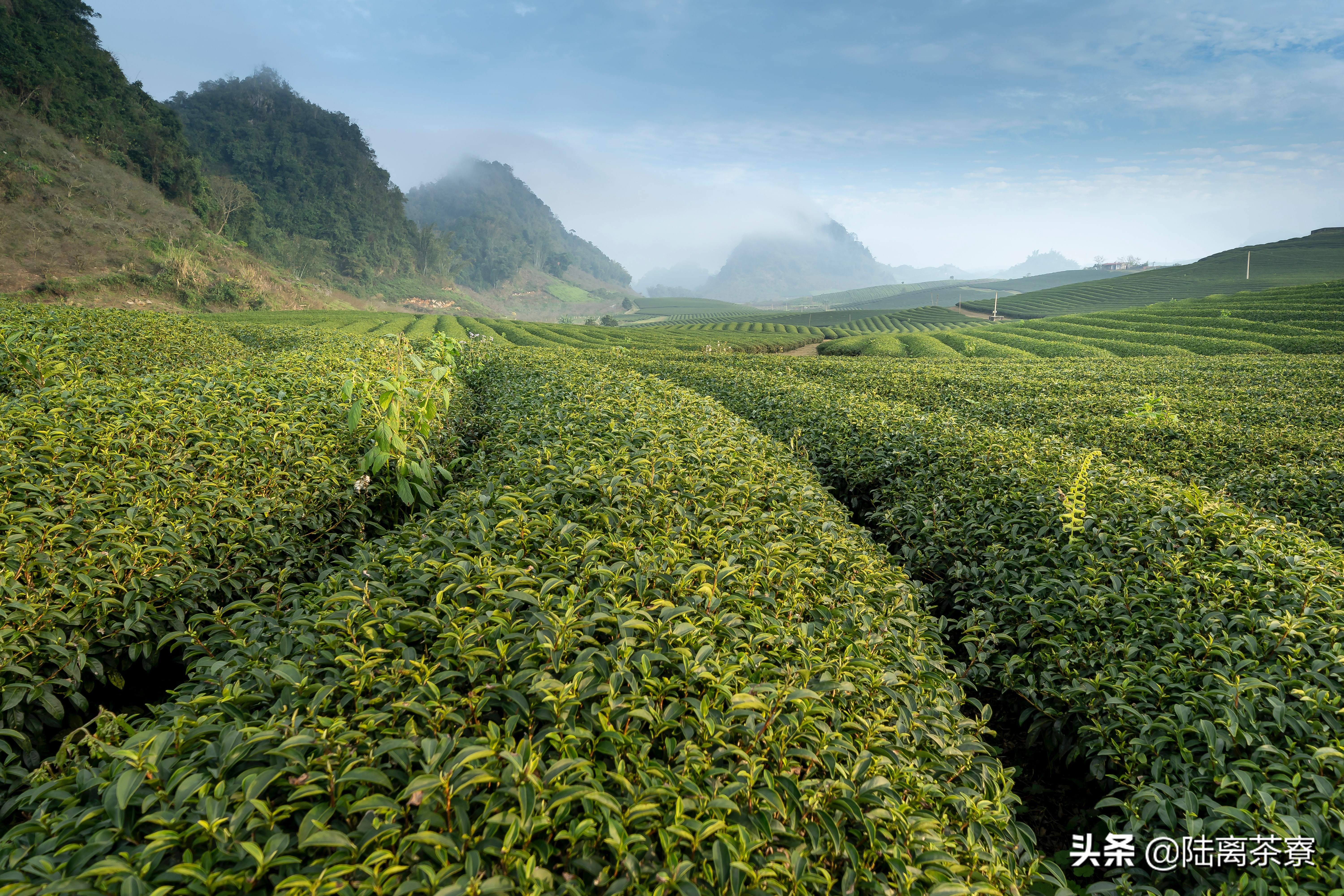 从故宫贡茶看普洱茶史,垃圾茶揭秘