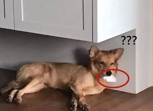 狗狗口吐白沫无精打采不进食,主人发现狗吐白沫