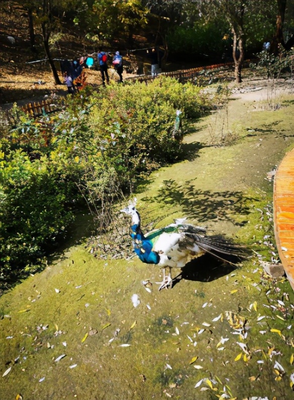 今起东北虎园大门票半价!近百种珍稀动物,带你走进现实版动物世界!