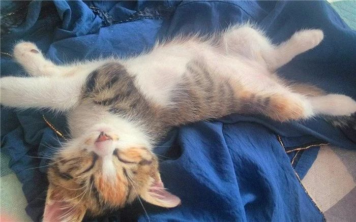 用百合花帮爱猫发情？母猫却因此出现肾衰竭，需知此为“毒花”