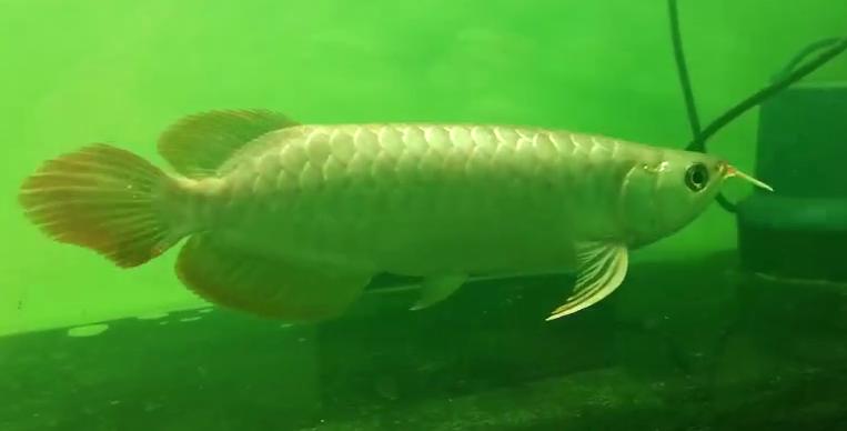 金龙浮漂发炎,速倍妥只用了1天不到就帮我治好了!!!