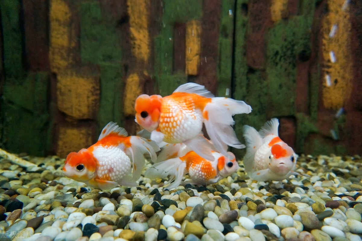 引滦入津后，天津人家家户户养金鱼，花鸟鱼虫市场眼花缭乱