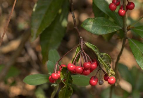 深圳首条手作“原始登山道”,人少好爬景色超美…过年去哪不用愁
