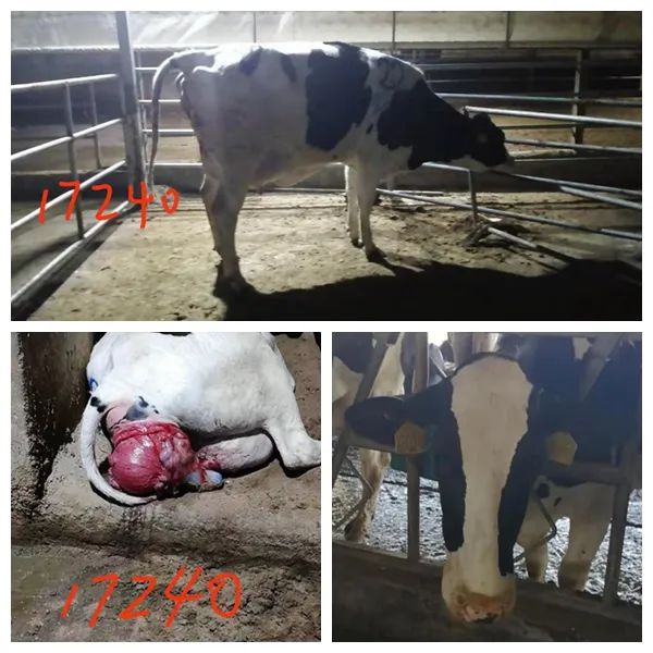 濂剁墰瀛愬鑴卞嚭娌荤枟鏂规硶,濂剁墰瀛愬鑴卞嚭鍛堜粈涔堢姸