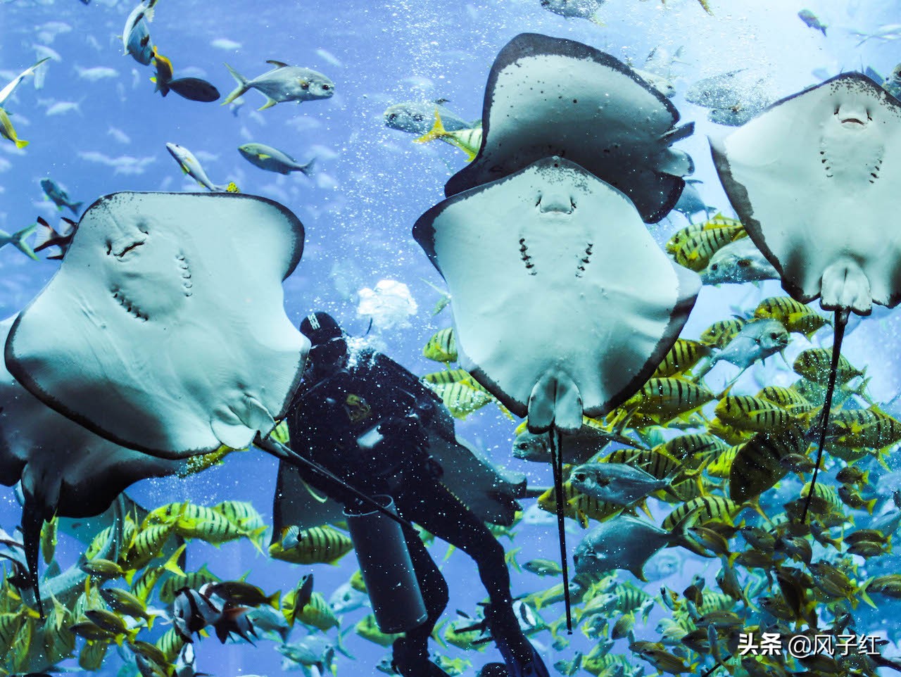 中国亚特兰蒂斯水族,海洋生物亚特兰蒂斯