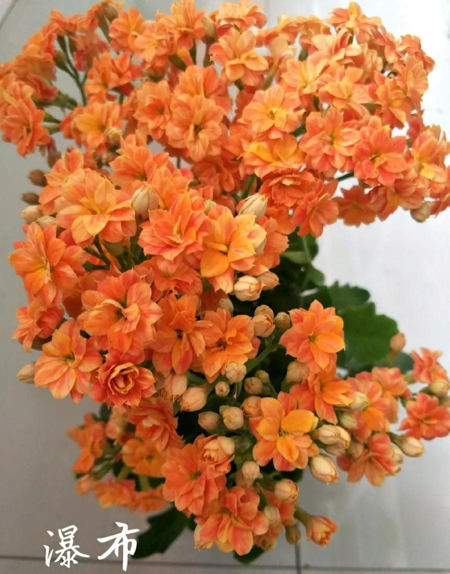 长寿花，寓意好、开花漂亮，花期长，品种多达300个