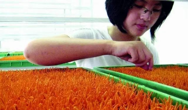 臻选虫草花蛹虫草,蛹虫草和虫草花是一样吗