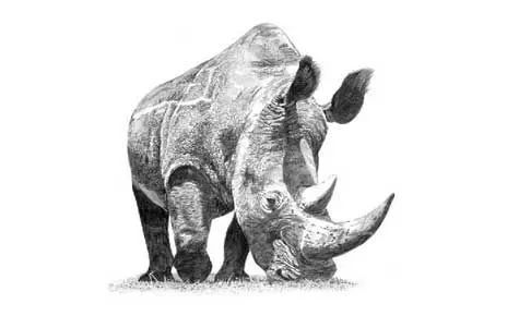 分享一套精美动物素描，值得收藏学习