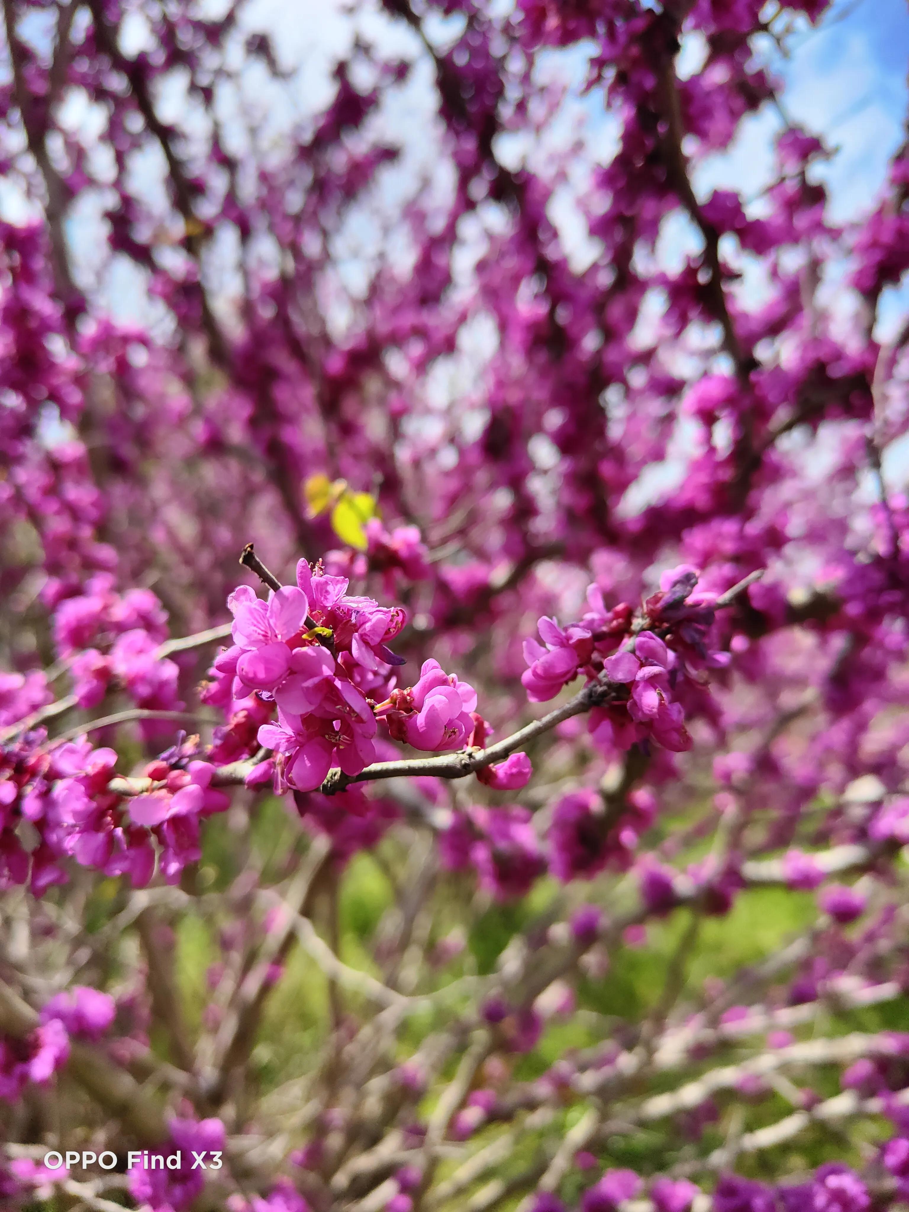 oppofindx3与三星s21,oppofindx3和三星s21哪个拍照好