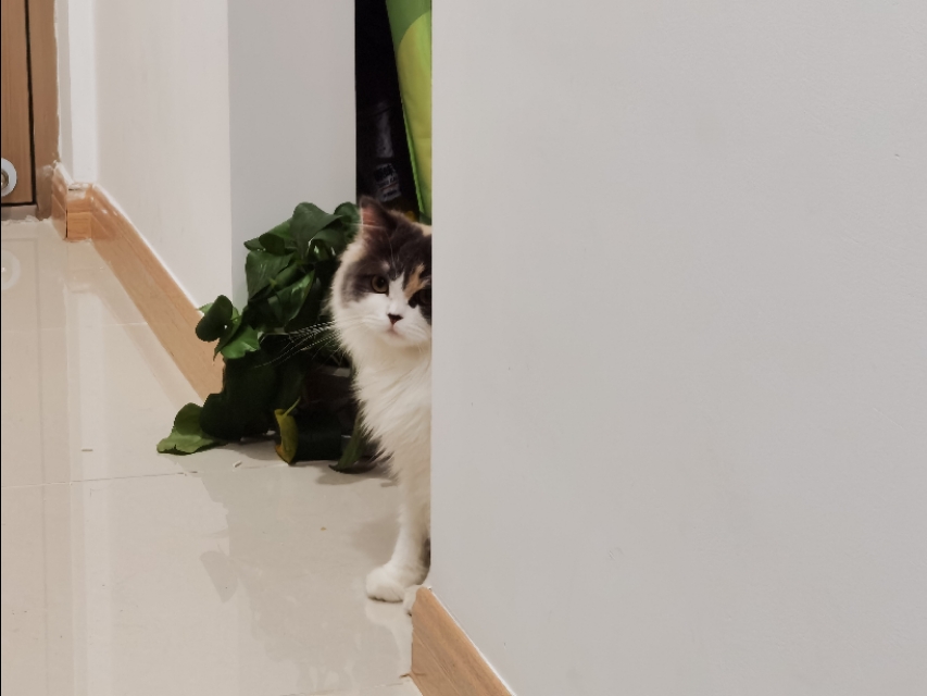 出门11天猫咪怎么办,出门10天的猫怎么处理