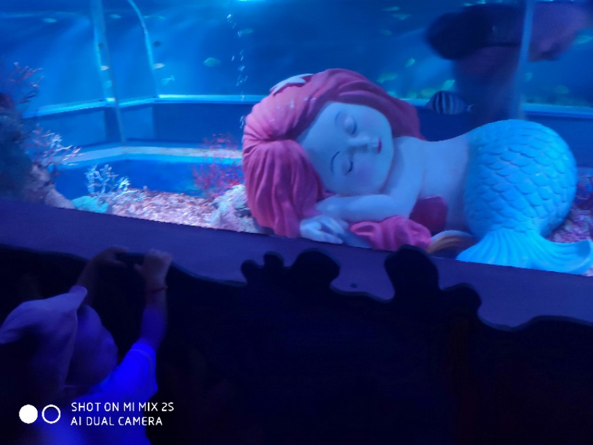 南京海底世界海狮表演,南京海底世界门票价格