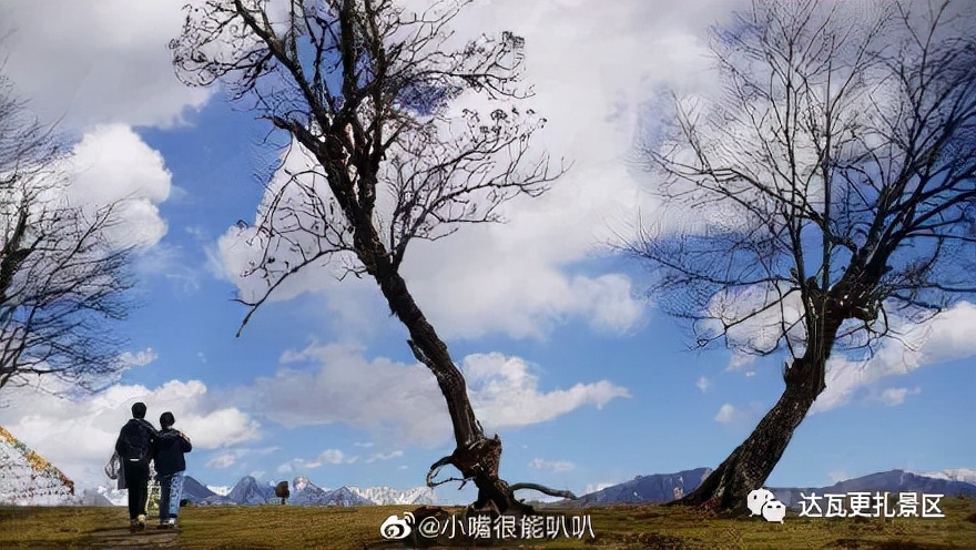 「达瓦更扎、神木垒」桃李花开感谢恩师，老师专属福利速领取