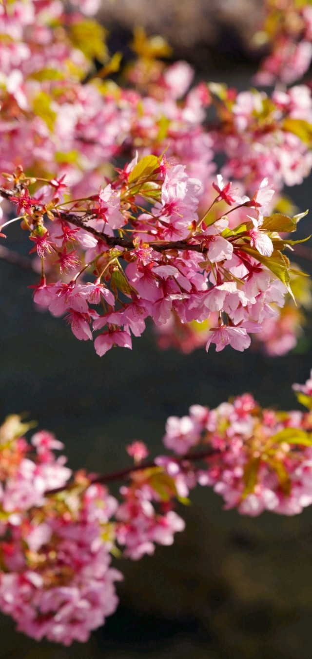 爱丽丝梦游仙境壁纸樱花校园,手机壁纸樱花