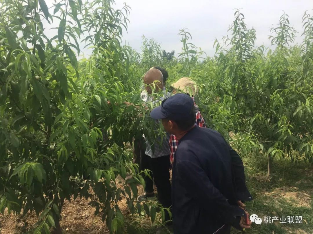 小桃树流胶是怎么回事,关于桃树流胶的处理法