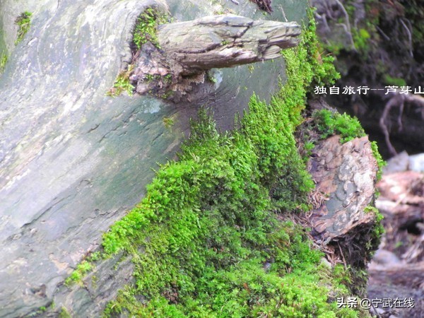 宁武芦芽山悬崖栈道,太原出发芦芽山马仑草原自驾路线