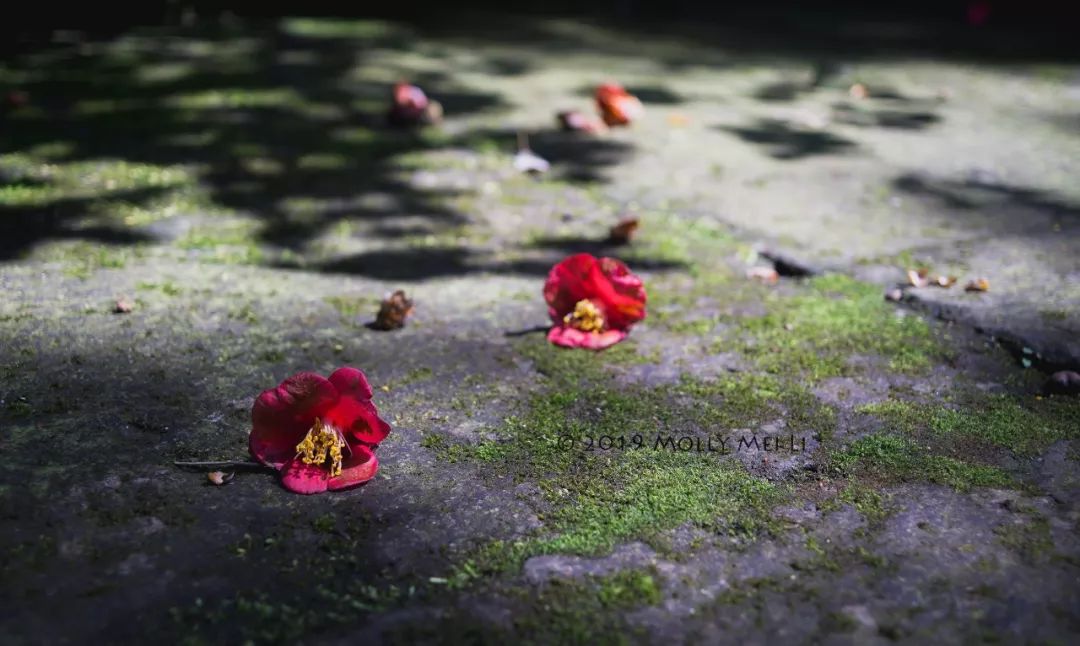 康泰时f2镜头评测,康泰时contaxg21f2.8镜头