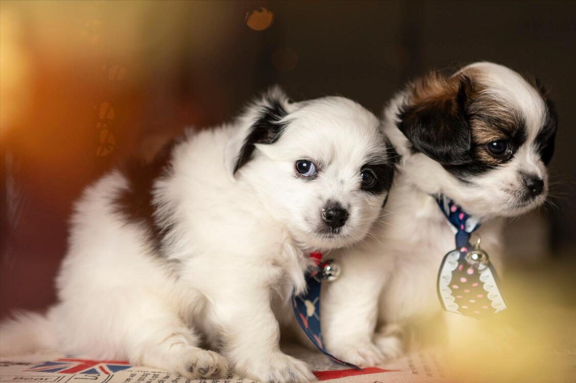 小狗带回来要注意些什么,小狗刚抱回注意事项