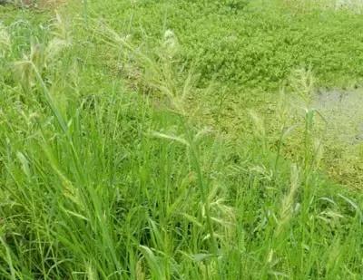 防治杂草最有效的方法,常见十大抗性杂草的除草方案