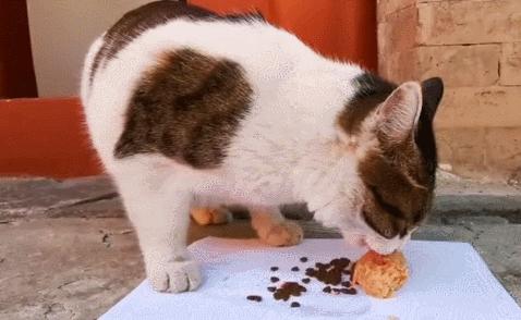 二十多岁进宫，在紫禁城中撸猫8年，她揭开了不为人知的故宫往事