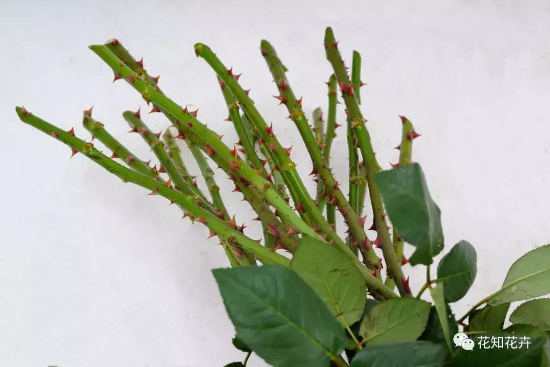 3分钟告诉你“有网玫”和“无网玫”到底意味着什么？